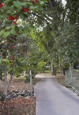 The Oaks of Pasadena includes paved walking paths amongst our gardens and trees
