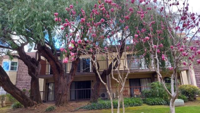 The Oaks of Pasadena features mature landscaping, including these beautiful magnolias which bloom in the spring